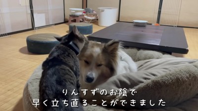 猫たちが守ってくれているそう