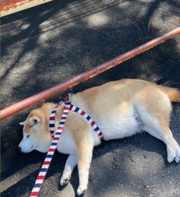 疲れた柴犬