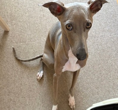 寂しそうなプットくん