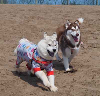 ニコニコ