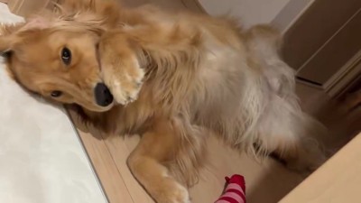 前足で顔を洗う！