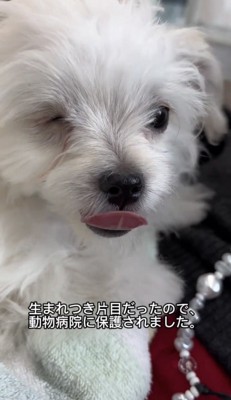 舌を出した犬