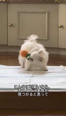 おもちゃで遊ぶ犬