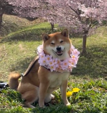 桜