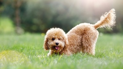 しっぽを高く上げる犬