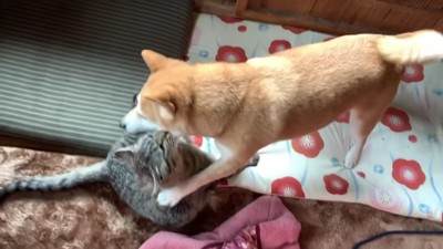 ワンプロが大好きな2匹