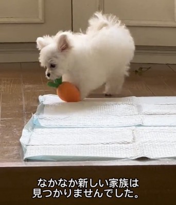 おもちゃをくわえる犬