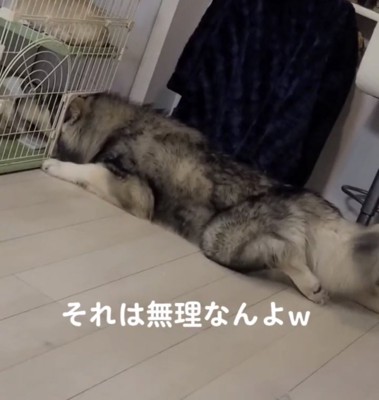 伏せて顔を入れる犬
