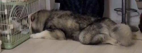 顔を入れたまま伏せる犬