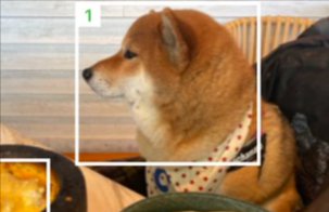 柴犬