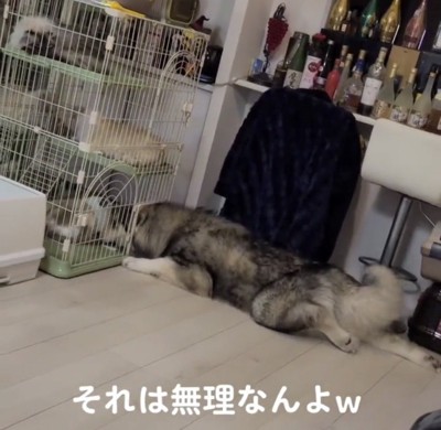 しっぽを振りながら伏せる犬
