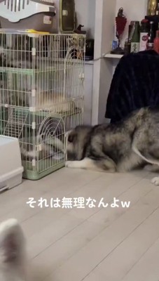 ケージに顔を入れようとする犬