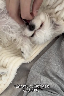 寝転んで甘える犬