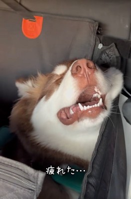 疲労困憊の琥珀くん