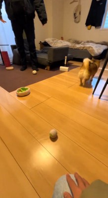 男性の横をすり抜けて壁の方へと走っていく犬