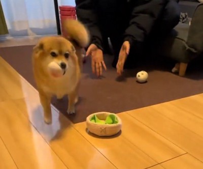 手のひらを見せる男性から離れていく犬