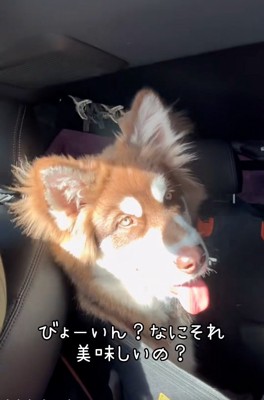 首をかしげる琥珀くん1