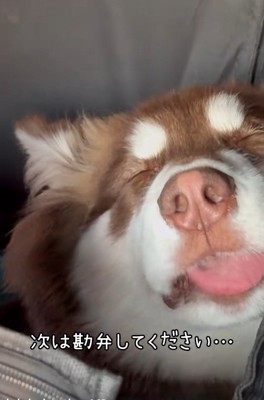 舌を出す琥珀くん