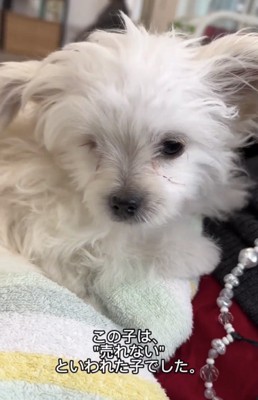 うつむきがちな犬