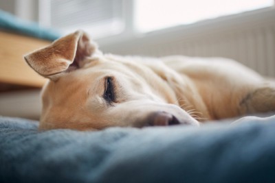 寝る犬の顔のアップ