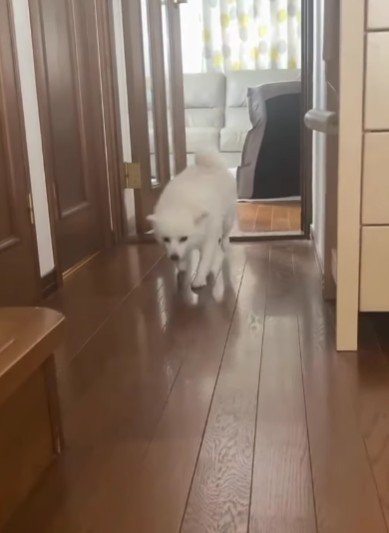 ゆっくりと駆け寄って…