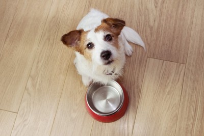ごはんを催促する犬