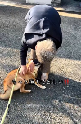 転がる柴犬さん