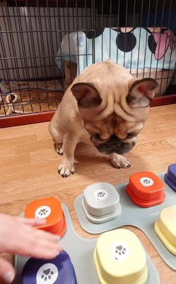 ボタンの前に座る姉犬