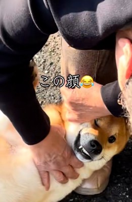 ドアップの柴犬さん
