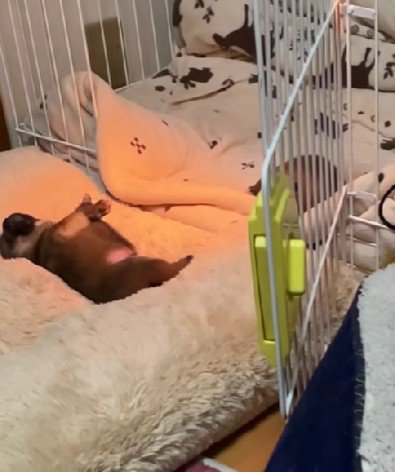 ケージで転がる子犬たち