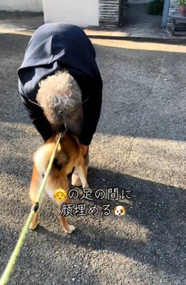 足の間に挟まる柴犬さん