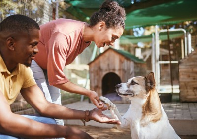 保護犬とふれあう里親候補