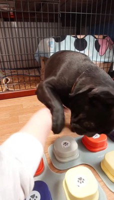 飼い主の手に前足を乗せて振り払おうとする妹犬