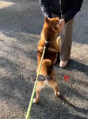 撫でてほしい柴犬さん