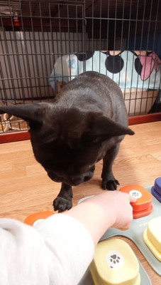 端にあるボタンを指さす飼い主