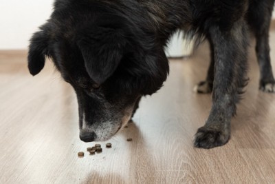 フードを床にこぼして一粒ずつ食べる犬