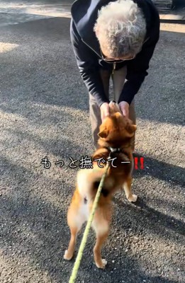 催促し続ける柴犬さん