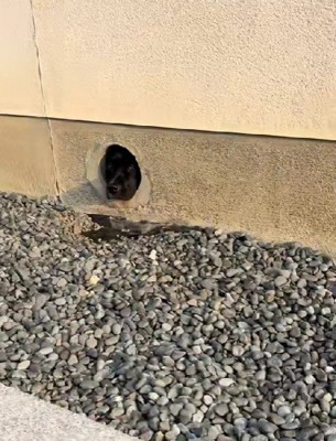 穴から出てきたのは…？