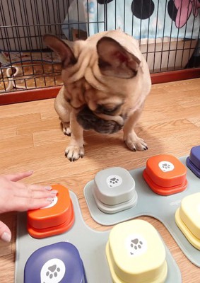 ボタンを押す飼い主の手を見つめる姉犬