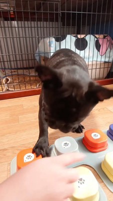 飼い主の手を振りほどいて「おやつ欲しい」のボタンを押す妹犬