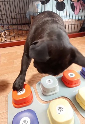 「おやつ欲しい」と録音されたボタンを前足で押す妹犬