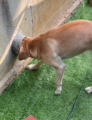 こむぎちゃんの番！
