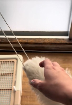 飼い主さんが助けてあげることに