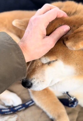 ナデナデしても…