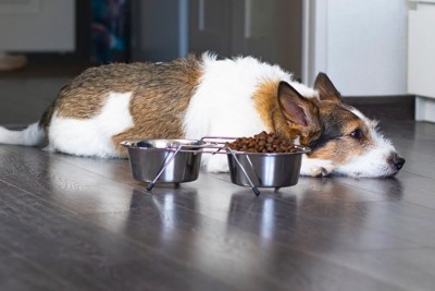 ご飯を食べない犬