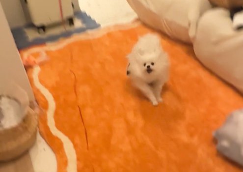 お散歩