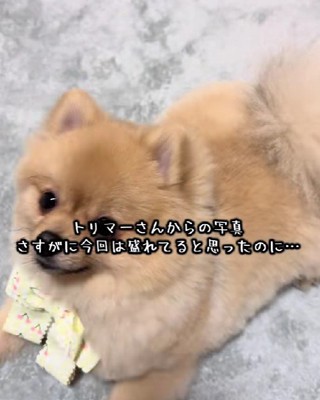 トリミングサロンに連れて行ったら…