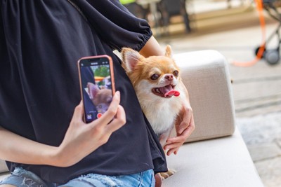 写真を撮られるチワワ
