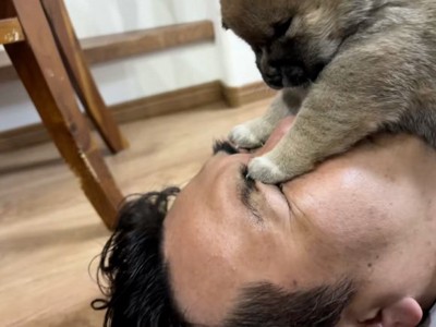 目つぶしをする子犬