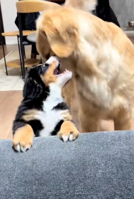 振り向く子犬